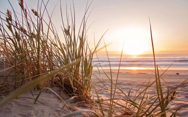 green grass on sand overlooking body of water