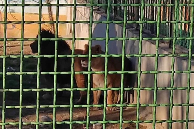 Você está visualizando atualmente Leoa mata cuidador em zoo do Irã e foge com companheiro