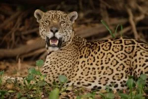 Leia mais sobre o artigo Onça resgatada no Pantanal deixará de ser monitorada