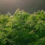 Compostos da Cannabis podem prevenir Covid-19, mostra estudo