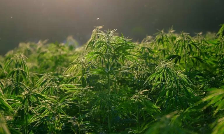 Compostos da Cannabis podem prevenir Covid-19, mostra estudo