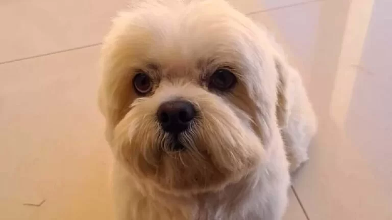 Ladrões matam animal de estimação para roubar residência em Campo Grande