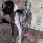 Homem é preso por matar cachorros e vender carne como se fosse de bode em Recife