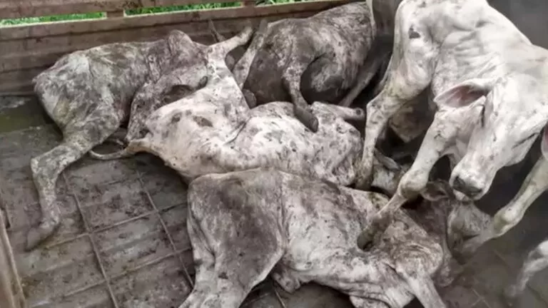 Motoristas são multados em R$ 16 mil por deixarem gado morrer em caminhão