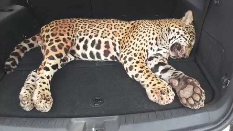 Onça-Pintada morre atropelada na BR-262 em Corumbá