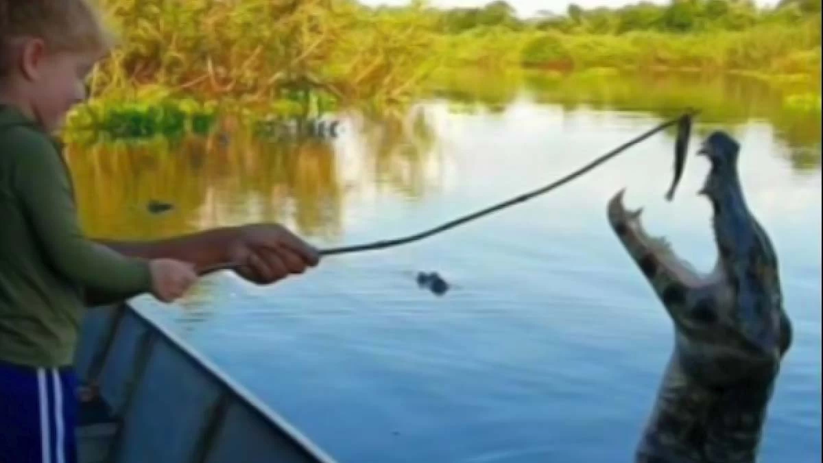 Você está visualizando atualmente VÍDEO: Durante passeio no Pantanal, jacaré pula e abocanha isca de menina de 3 anos