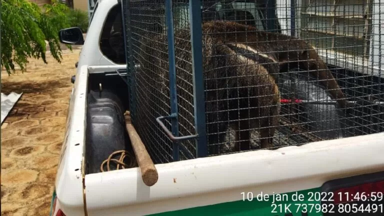 Oito animais por dia: Número de resgate feitos ela PMA na área urbana dobrou em 3 anos