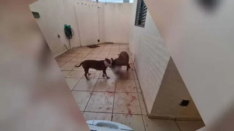 Pitbulls invadem casa, matam gata e deixam morador refém em Campo Grande