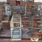 Homem é multado em R$ 12 mil por manter 24 aves silvestres em cativeiro em Corumbá