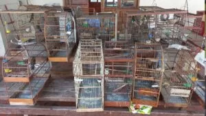 Leia mais sobre o artigo Homem é multado em R$ 12 mil por manter 24 aves silvestres em cativeiro em Corumbá