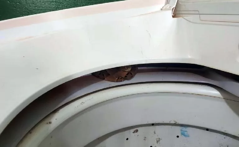 PMA captura Jararaca em creche de cidade em MS