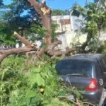 Queda de galhos danificam três veículos no centro de Corumbá