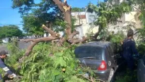 Leia mais sobre o artigo Queda de galhos danificam três veículos no centro de Corumbá