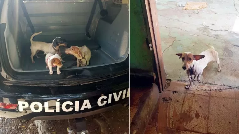 Polícia Civil de Corumbá resgata cachorros vítimas de maus-tratos