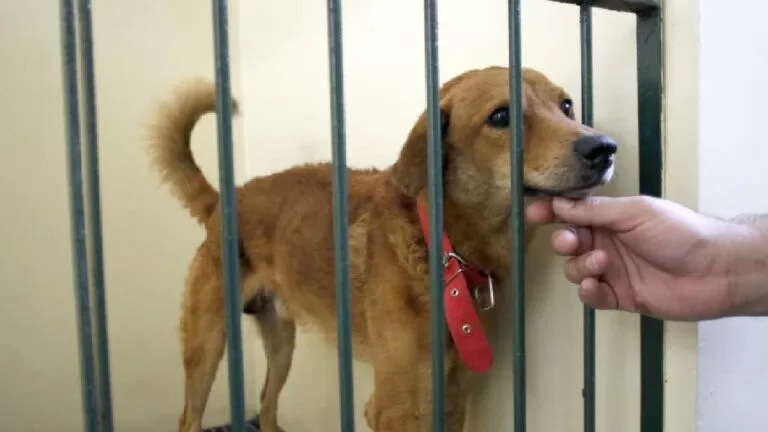 Proposta de Evander proíbe pessoa de reaver guarda de animal vítima de maus-tratos