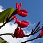 Sol forte, calor e pancadas de chuva são destaques do tempo no dia dedicado às mulheres