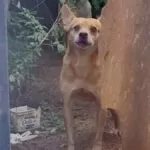 Policiais resgatam animais abandonados em residência após morte de tutor em Corumbá