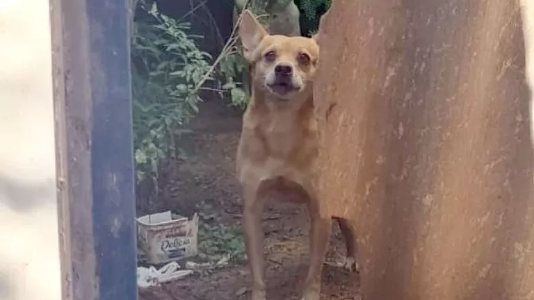 Policiais resgatam animais abandonados em residência após morte de tutor em Corumbá
