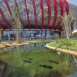 Bioparque Pantanal: confira aquários com peixes, répteis e até fóssil da era do gelo em MS