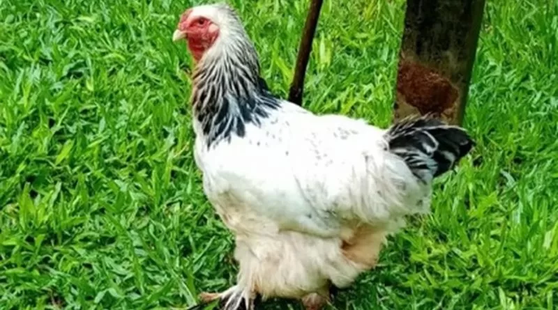 Você está visualizando atualmente Abuso contra galinha dá um ano de prisão a paraguaio