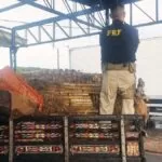 PRF apreende 626 Kg de maconha e skunk em carga de abacaxis