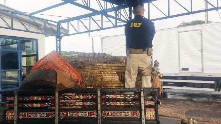 PRF apreende 626 Kg de maconha e skunk em carga de abacaxis
