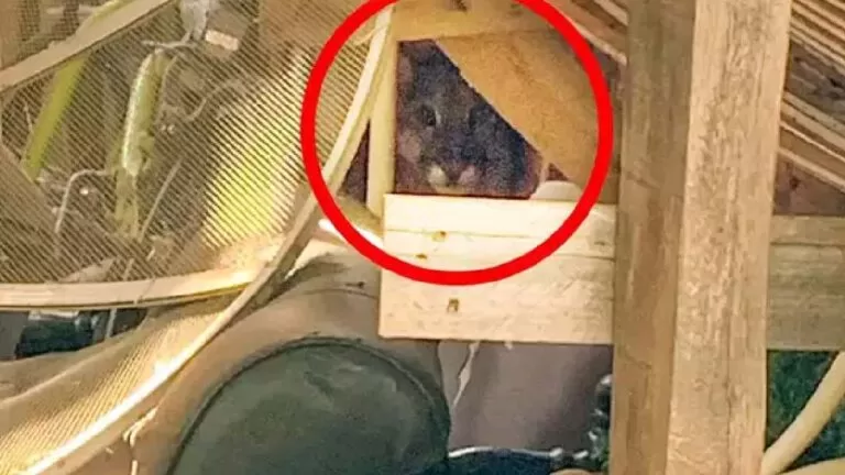 Onça-parda em área urbana mobiliza bombeiros em cidade do MS