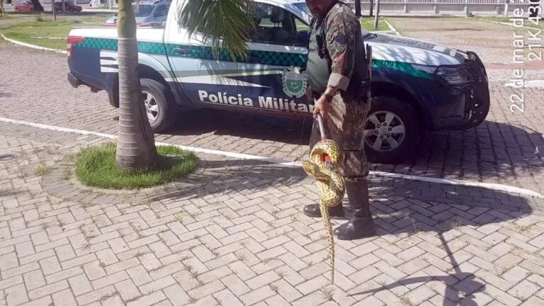 PMA captura sucuri de dois metros no auditório do Centro de Convenções de Corumbá