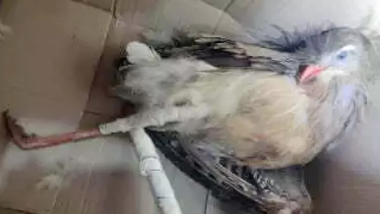 Homem é preso após quebrar patas de Siriema e alegar caça para “matar a fome”