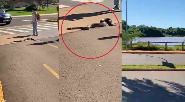 Leia mais sobre o artigo VÍDEO: Sucuri sai de lago e faz o trânsito parar em Campo Grande