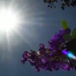 Temperaturas amenas, com sol e tempo seco nesta terça-feira no Estado