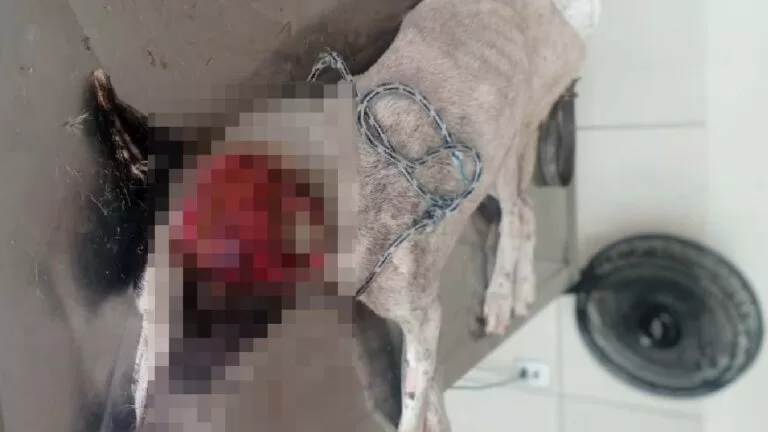 Cachorro é resgatado pela Polícia Civil com suspeita de ter sido agredido pelo tutor