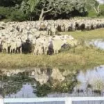 Corumbá tem rebanho bovino 20 vezes maior que a população, aponta Censo Pecuário