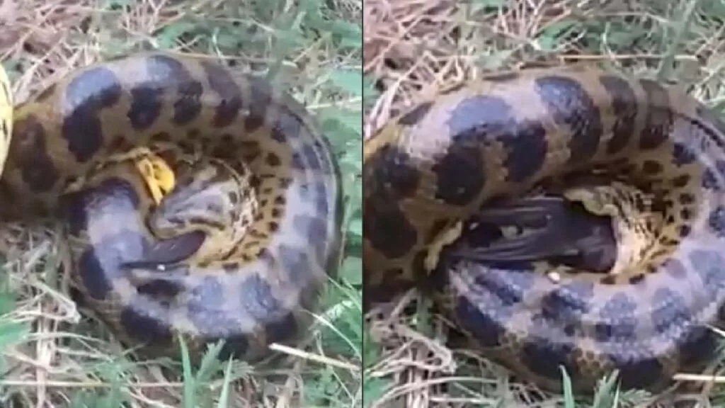 serpente se alimentando