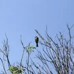 Segunda-feira com sol, tempo seco e temperaturas elevadas para todo o estado