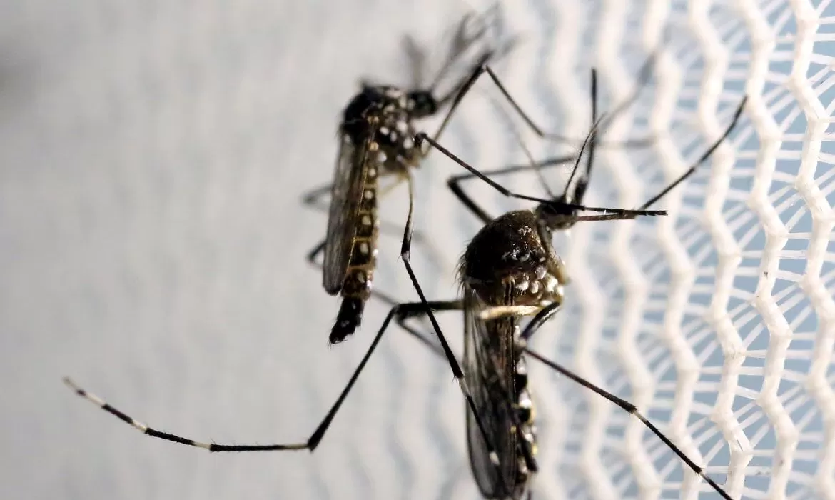 Você está visualizando atualmente Dengue no Centro-Oeste: Ministério da Saúde alerta para risco de epidemia em 2024