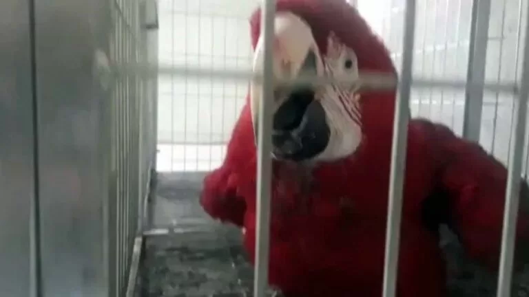 Motorista socorre arara-vermelha machucada na BR-262