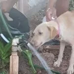 Polícia Civil resgata animal abandonado em terreno no Jardim dos Estados