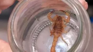 Leia mais sobre o artigo Criança de 7 anos morre vitima de picada de escorpião; segundo caso em MS