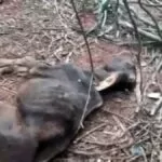 PMA multa fazendeiro por abandonar rebanho sem alimento e provocar morte de 65 animais