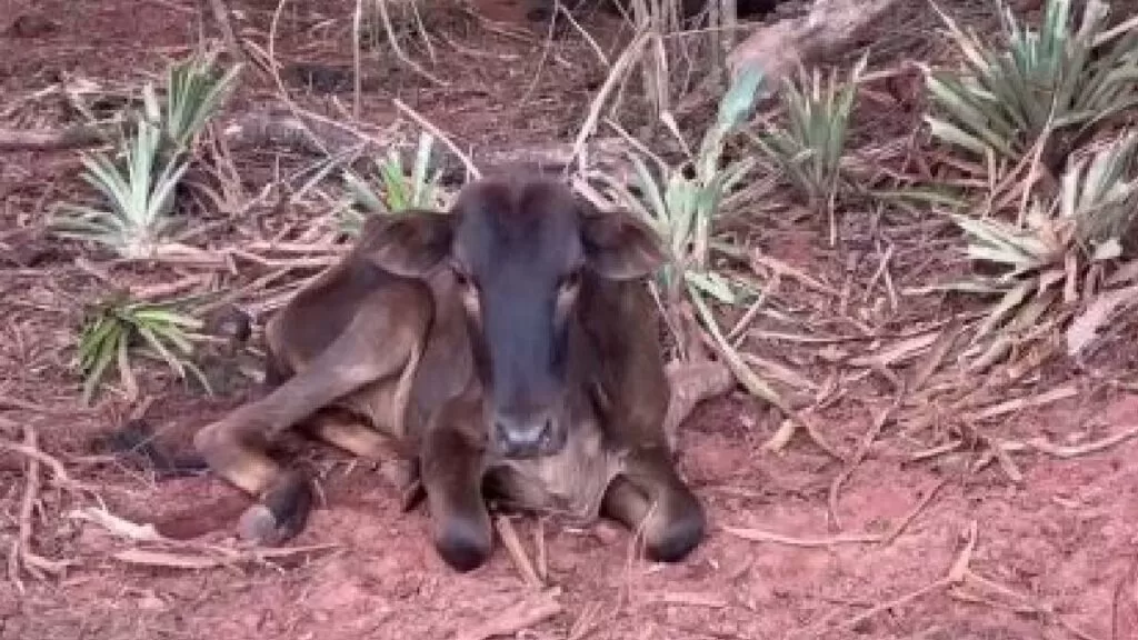 gado sem alimento