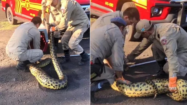 Sucuri de quatro metros é capturada pelos bombeiros após engolir cachorro em Corumbá