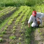 Marquinhos defende fortalecimento da agricultura familiar e reforça atenção aos que passam dificuldade