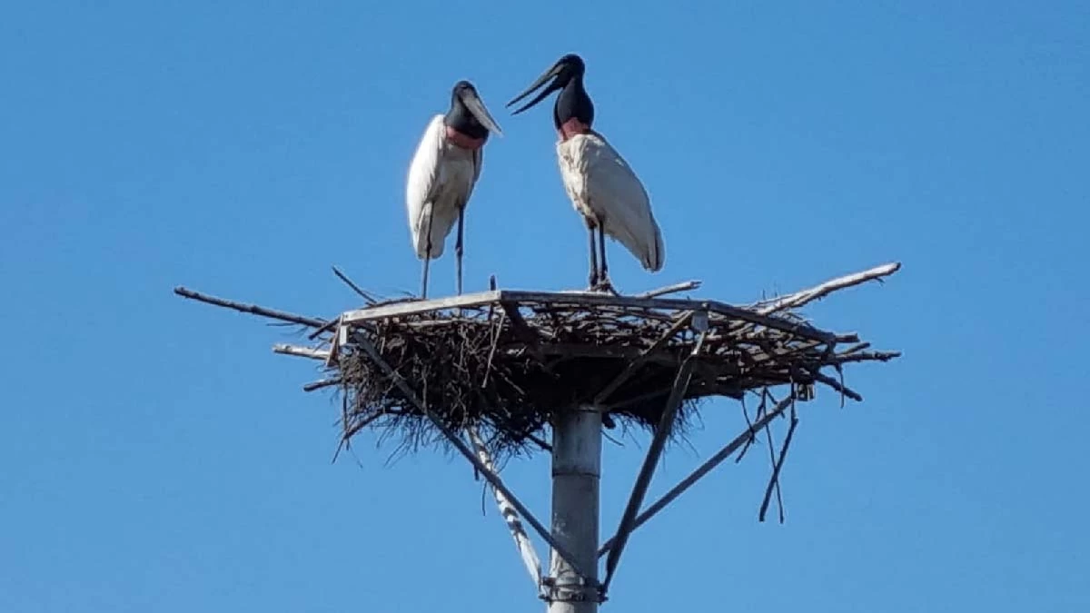 Você está visualizando atualmente De volta ao ninho: casal de Tuiuiús ocupa estrutura artificial nas margens da BR-262