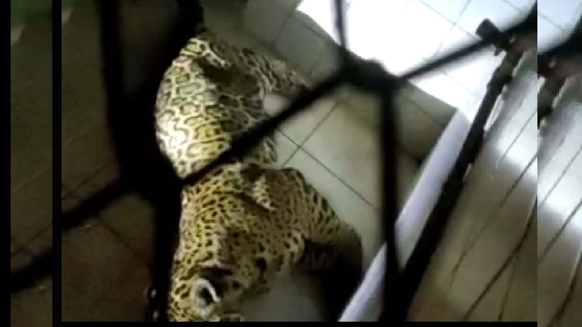 Você está visualizando atualmente Onça-pintada é resgatada dentro de oficina em quartel do Exército em Corumbá | vídeo