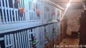 Leia mais sobre o artigo Polícia fecha criadouro de galos de rinha que seriam exportados para Bolívia