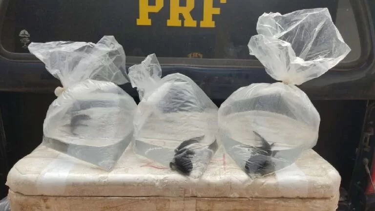 PRF resgata salamandras transportadas sem licença e em maus-tratos na BR-262
