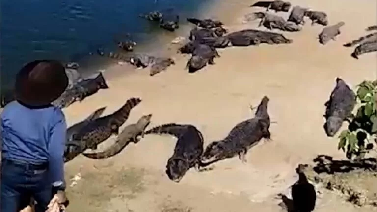 Justiça manda irmão de “Maria” deixar ponto turístico dos jacarés na BR-262