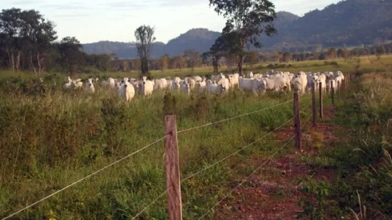 Acordo entre ABPO e IHP tenta reduzir perda de bezerros por predação de felinos