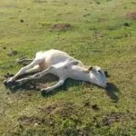 Mulher deixa gado morrer de fome e acaba multada pela PMA